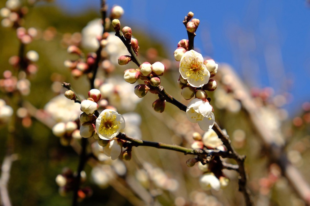 f:id:camelopardalis:20200212181833j:plain f:id:camelopardalis:20200212181833j:plain