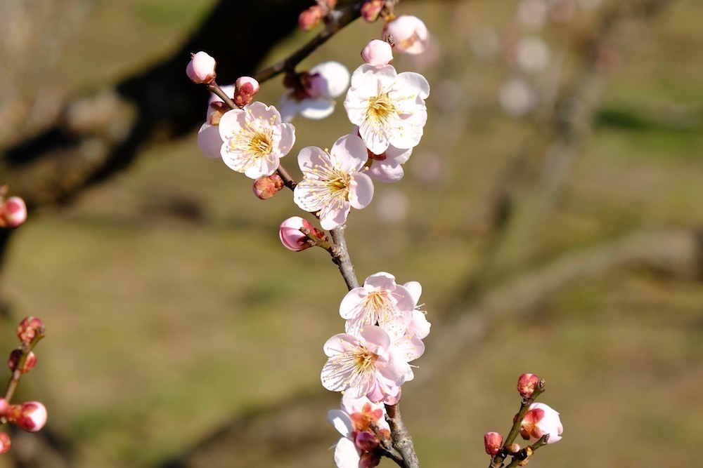 f:id:camelopardalis:20200212181858j:plain f:id:camelopardalis:20200212181858j:plain