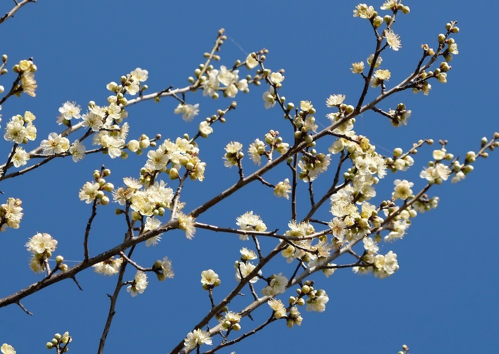 f:id:camelopardalis:20200212182007j:plain f:id:camelopardalis:20200212182007j:plain