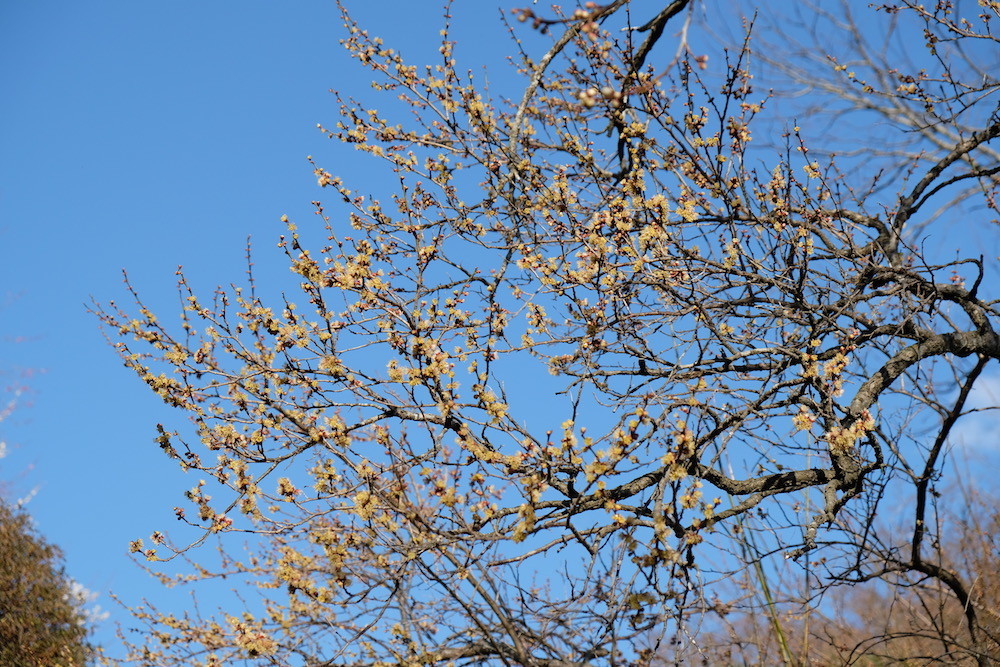 f:id:camelopardalis:20200212182132j:plain f:id:camelopardalis:20200212182132j:plain