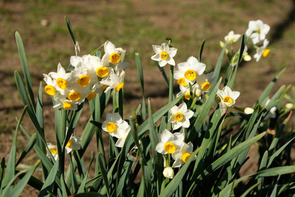 f:id:camelopardalis:20200212182217j:plain f:id:camelopardalis:20200212182217j:plain