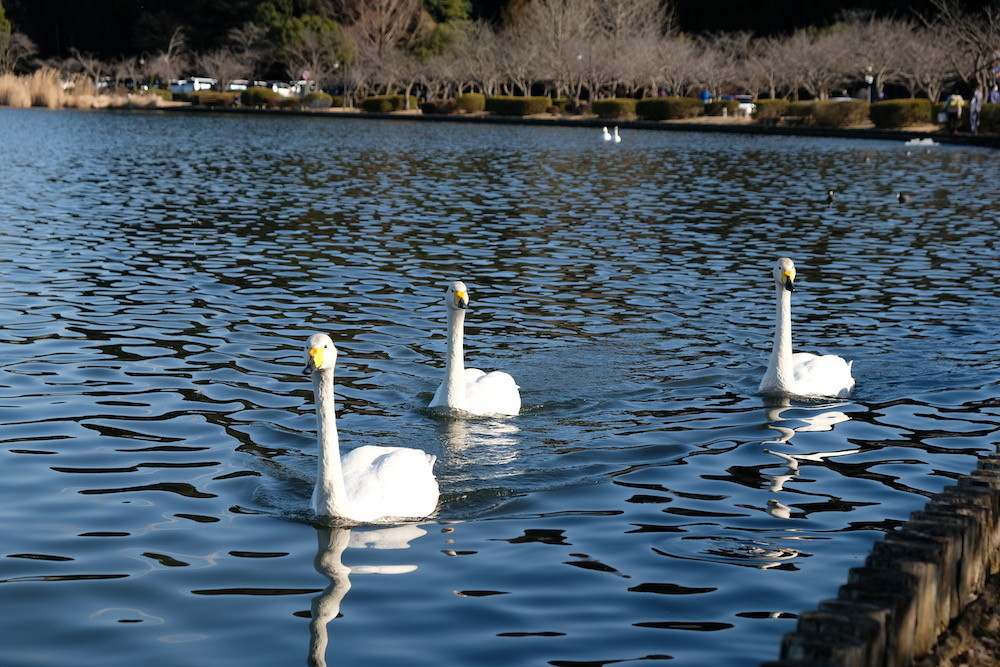 f:id:camelopardalis:20200212182405j:plain f:id:camelopardalis:20200212182405j:plain