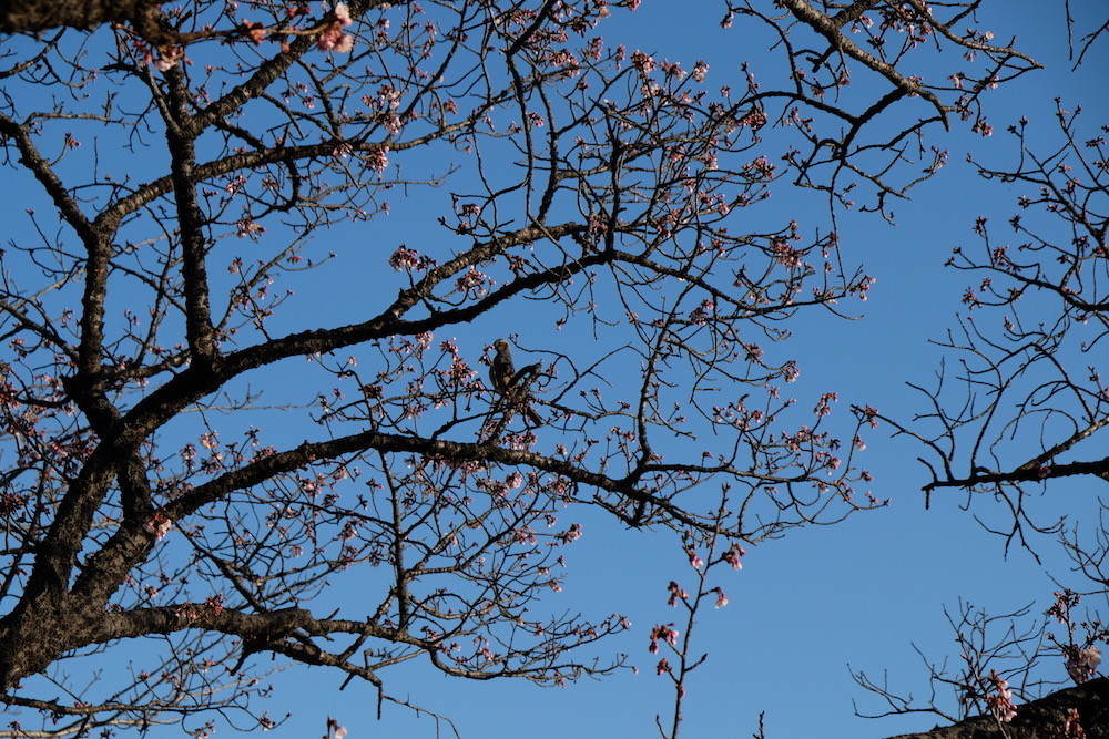 f:id:camelopardalis:20200212182550j:plain f:id:camelopardalis:20200212182550j:plain