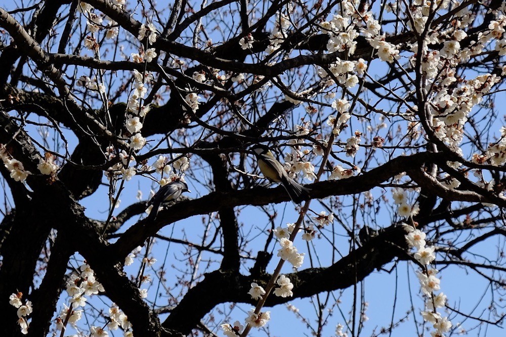 f:id:camelopardalis:20200303141420j:plain