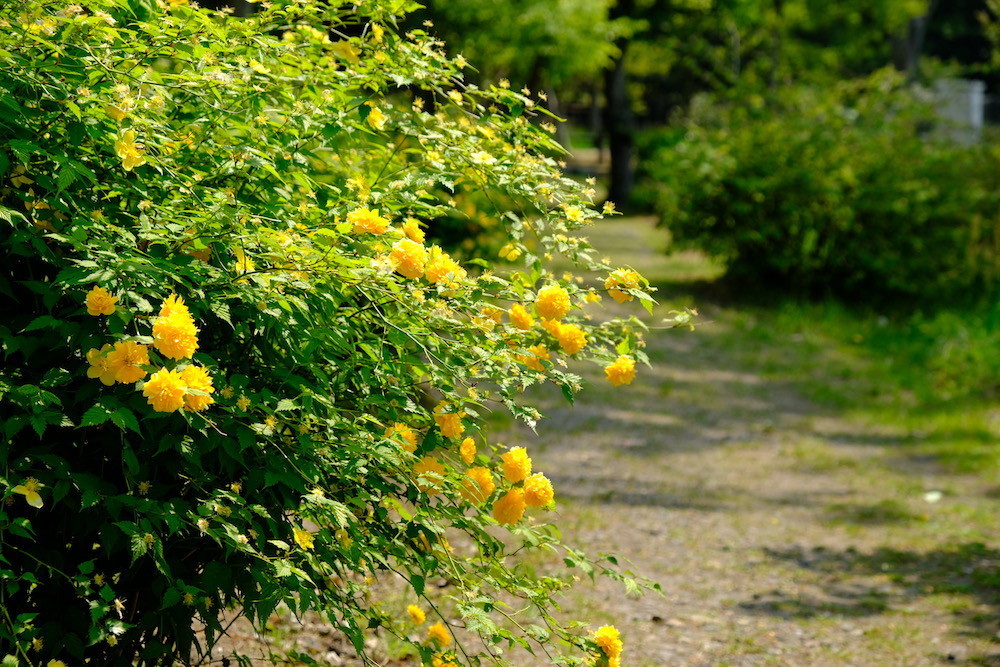 f:id:camelopardalis:20200501164858j:plain f:id:camelopardalis:20200501164858j:plain