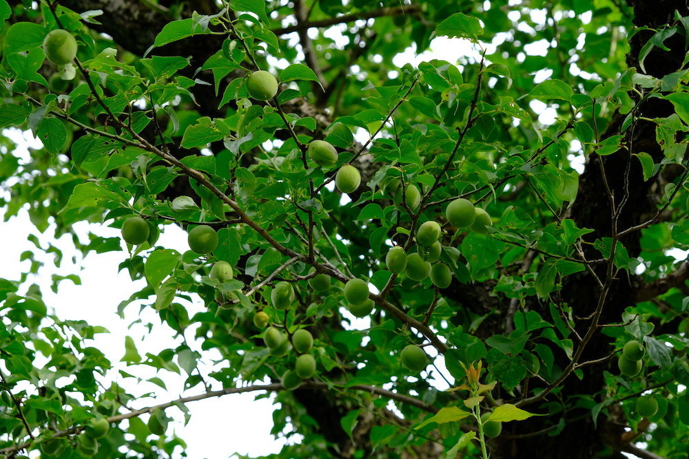 f:id:camelopardalis:20200526090846j:plain