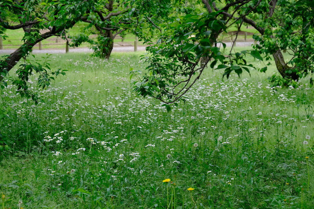 f:id:camelopardalis:20200526091021j:plain