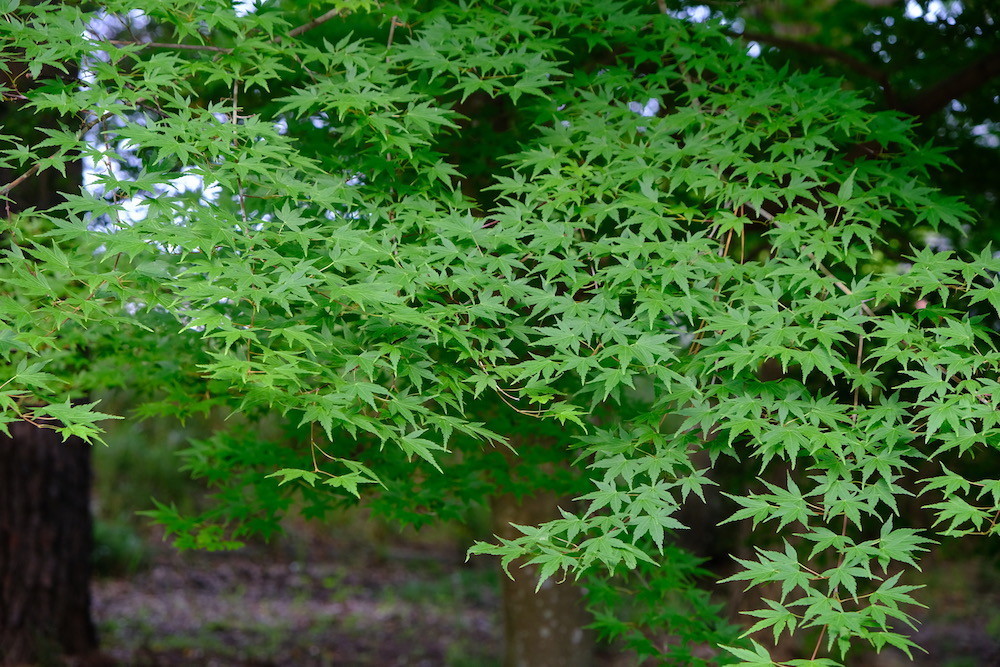 f:id:camelopardalis:20200526091129j:plain