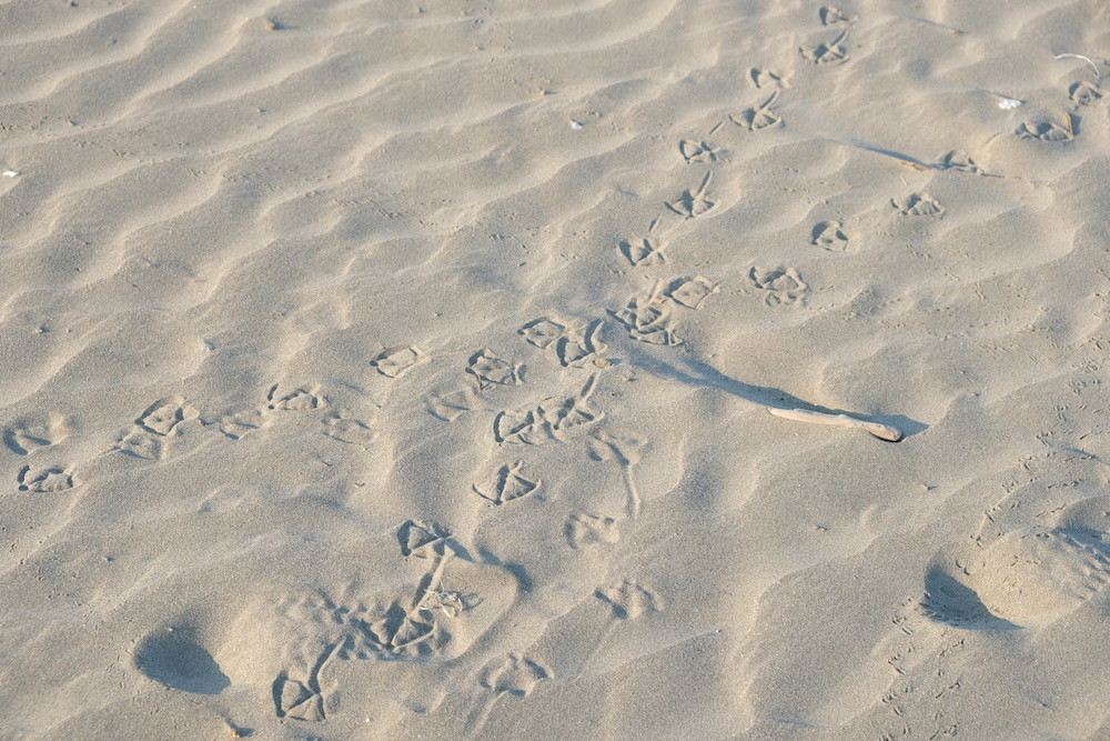 f:id:camelopardalis:20200823084647j:plain f:id:camelopardalis:20200823084647j:plain