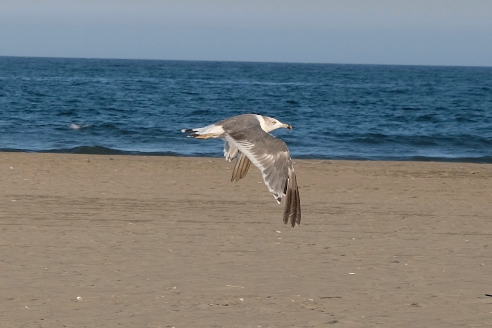f:id:camelopardalis:20200823084738j:plain f:id:camelopardalis:20200823084738j:plain