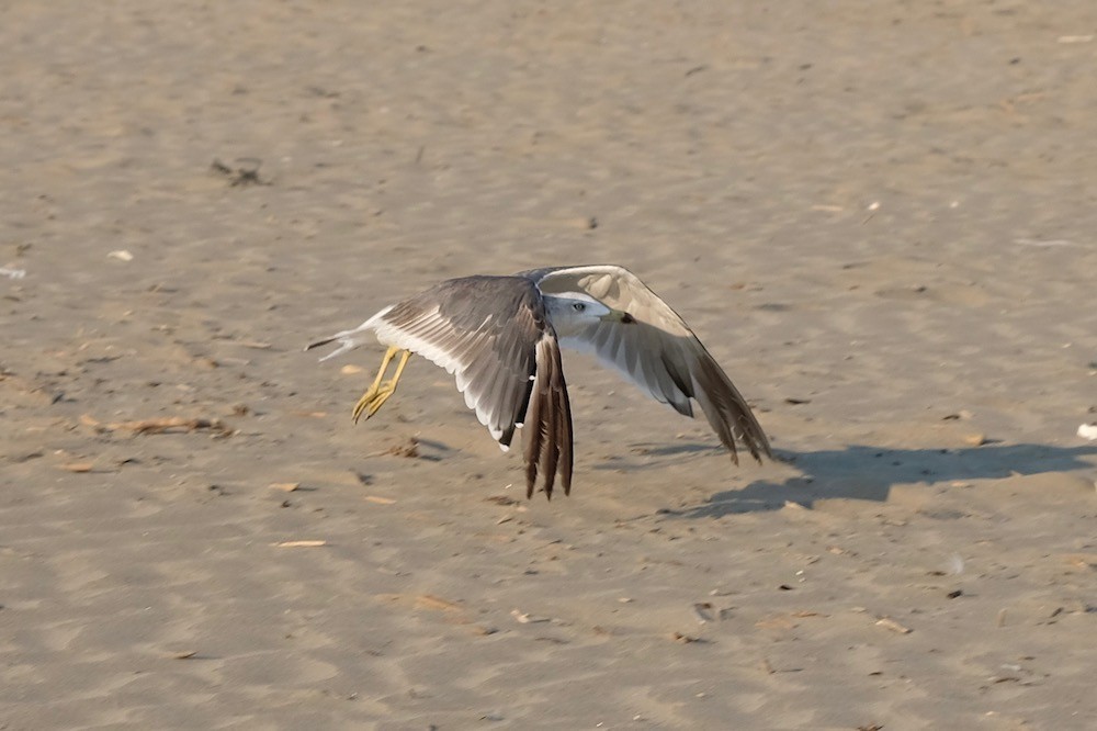 f:id:camelopardalis:20200823084749j:plain f:id:camelopardalis:20200823084749j:plain