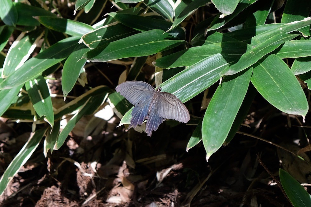 f:id:camelopardalis:20200922171358j:plain f:id:camelopardalis:20200922171358j:plain
