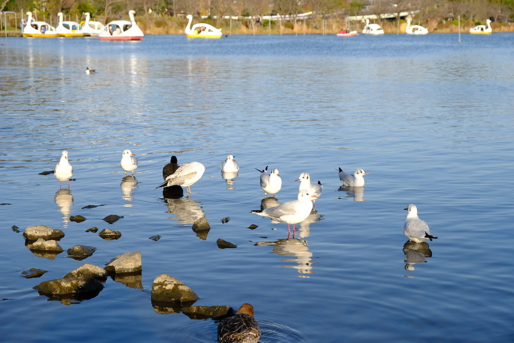 f:id:camelopardalis:20201129165442j:plain