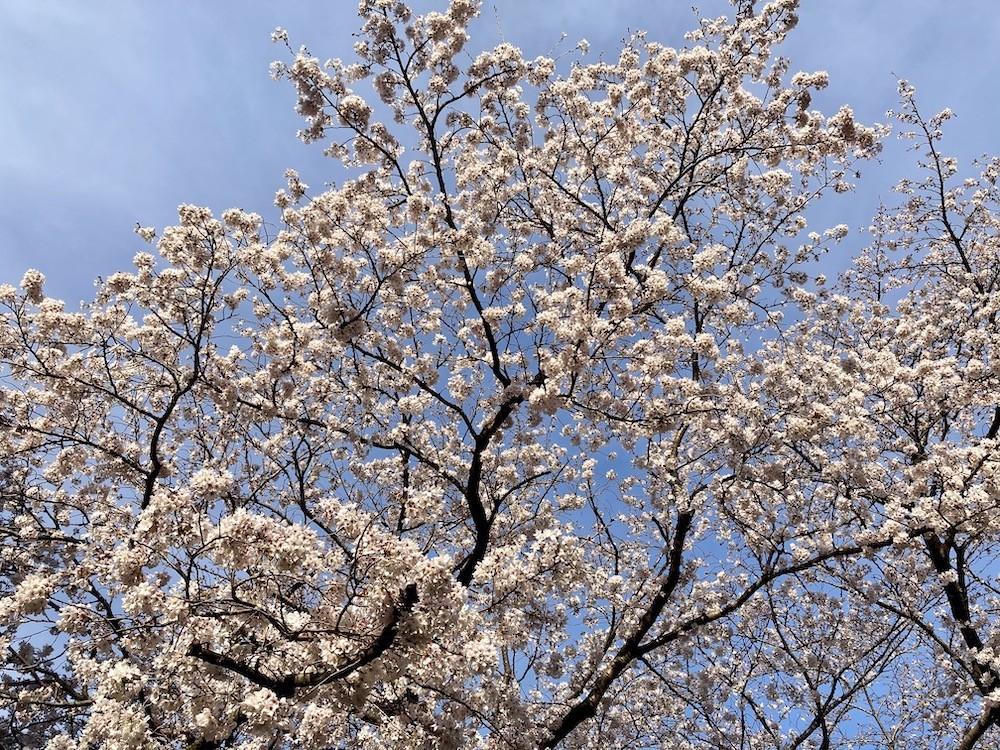 f:id:camelopardalis:20210404181323j:plain