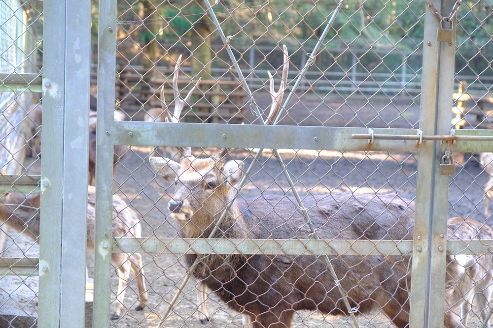 f:id:camelopardalis:20211231154104j:plain