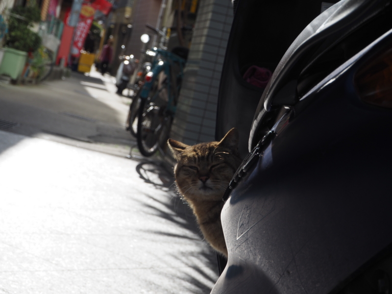 f:id:camelstation:20160221043607j:plain