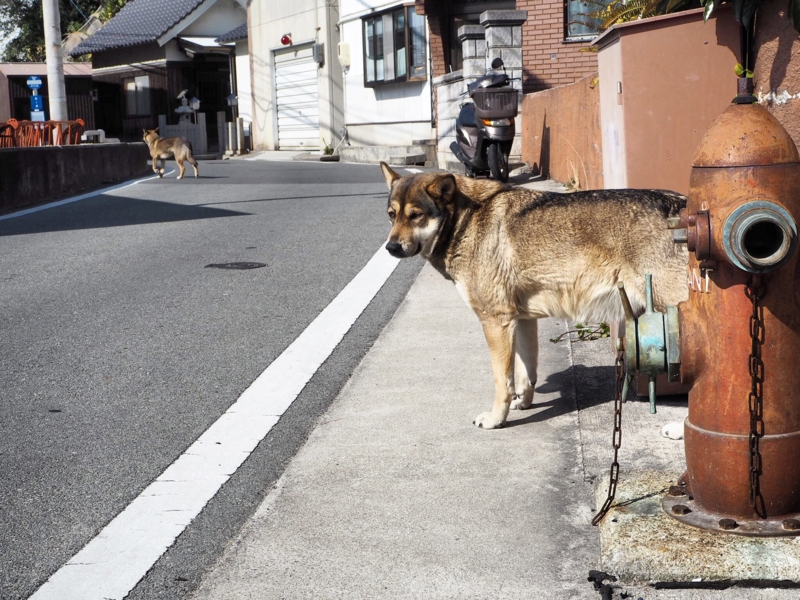 f:id:camelstation:20160224104748j:plain