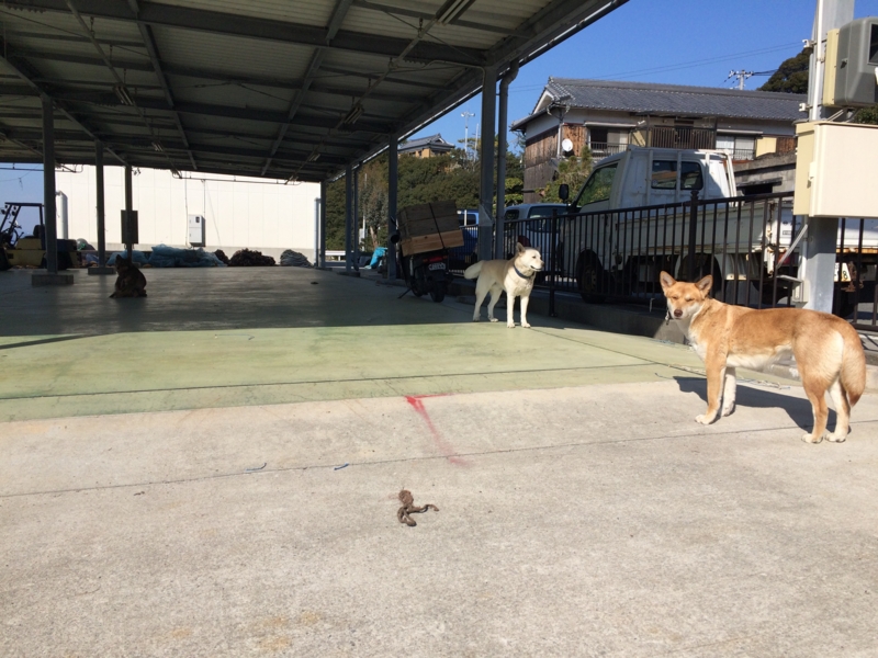 f:id:camelstation:20160224130640j:plain f:id:camelstation:20160224130640j:plain