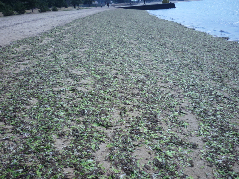 f:id:camelstation:20160531163002j:plain f:id:camelstation:20160531163002j:plain