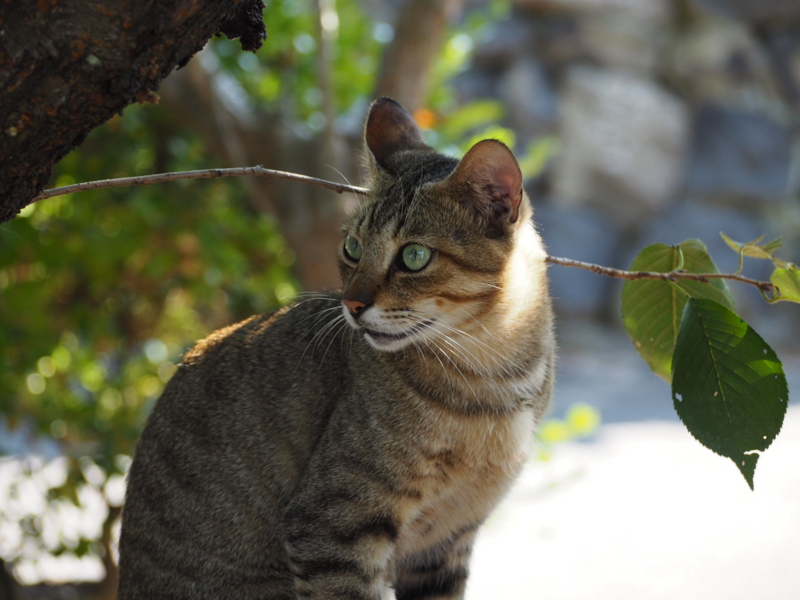 f:id:camelstation:20160814091647j:plain