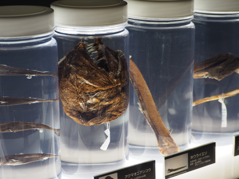 f:id:camelstation:20161007164842j:plain