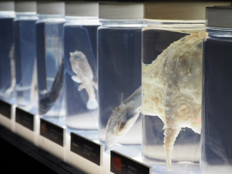 f:id:camelstation:20161007164854j:plain