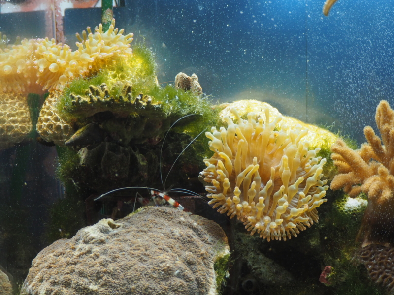 f:id:camelstation:20170221084627j:plain