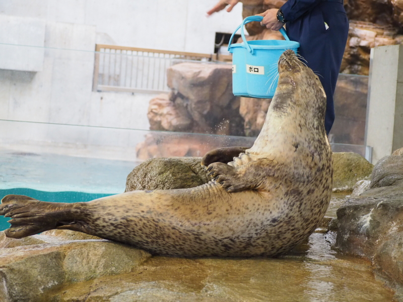 f:id:camelstation:20170221084831j:plain