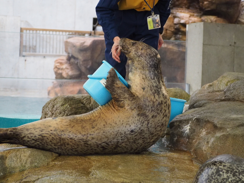 f:id:camelstation:20170221084835j:plain