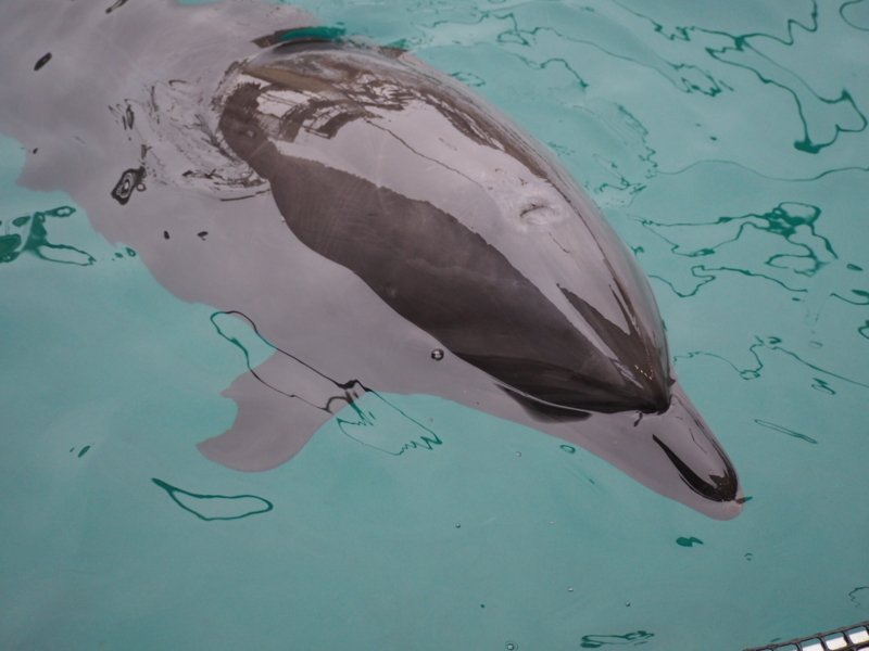 f:id:camelstation:20170221084925j:plain