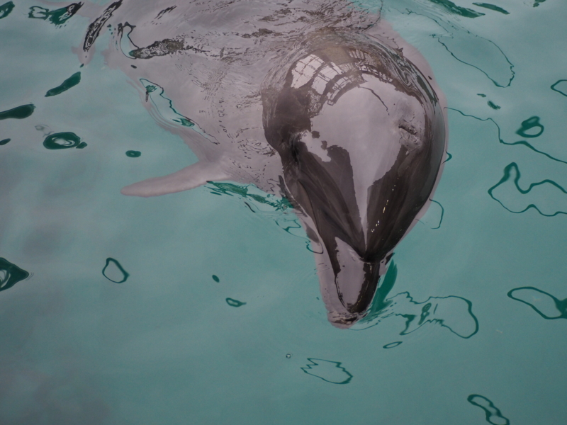 f:id:camelstation:20170221084927j:plain