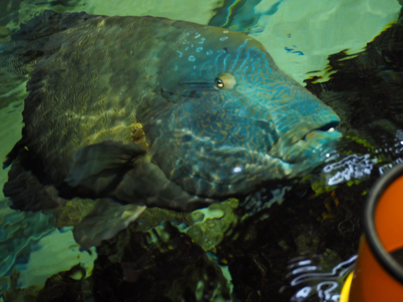 f:id:camelstation:20170221084941j:plain