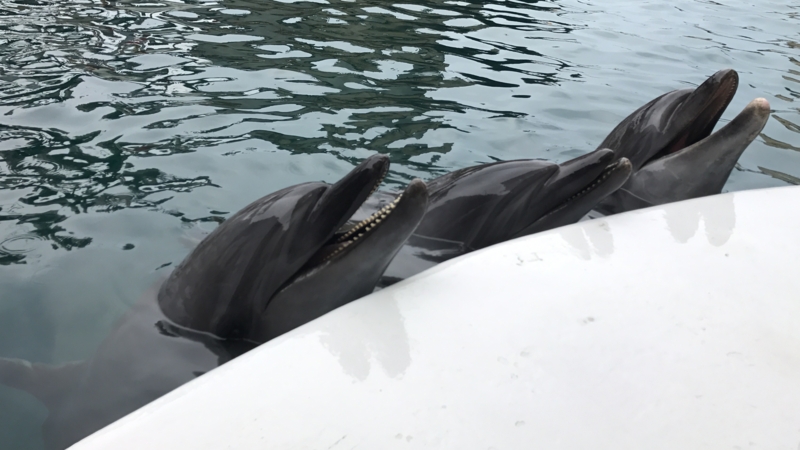 f:id:camelstation:20170221085022j:plain