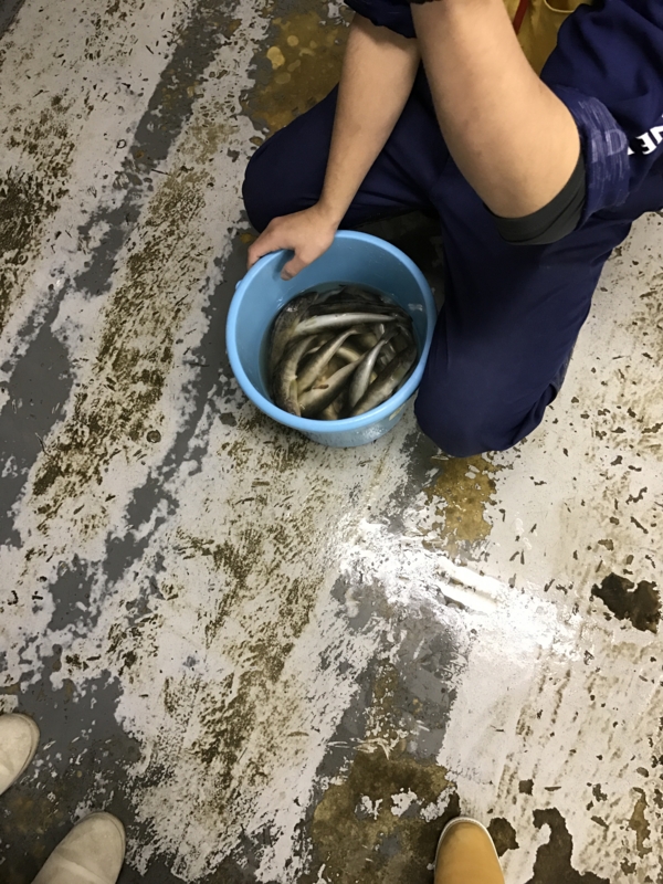 f:id:camelstation:20170221085039j:plain