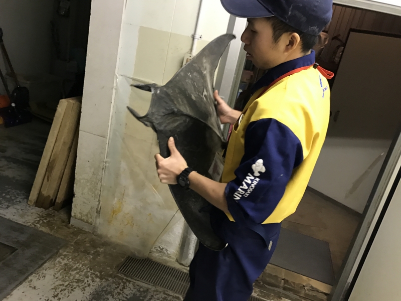 f:id:camelstation:20170221085045j:plain