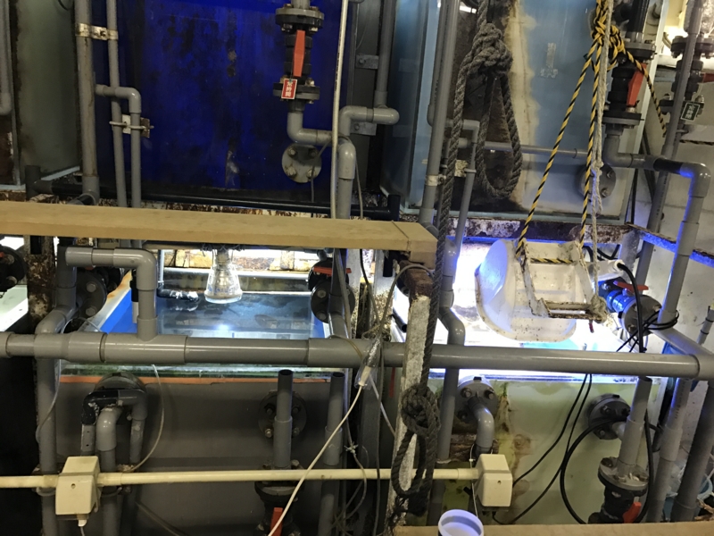 f:id:camelstation:20170221085103j:plain