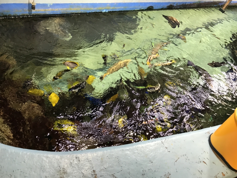 f:id:camelstation:20170221085118j:plain