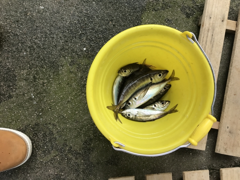 f:id:camelstation:20170221085131j:plain