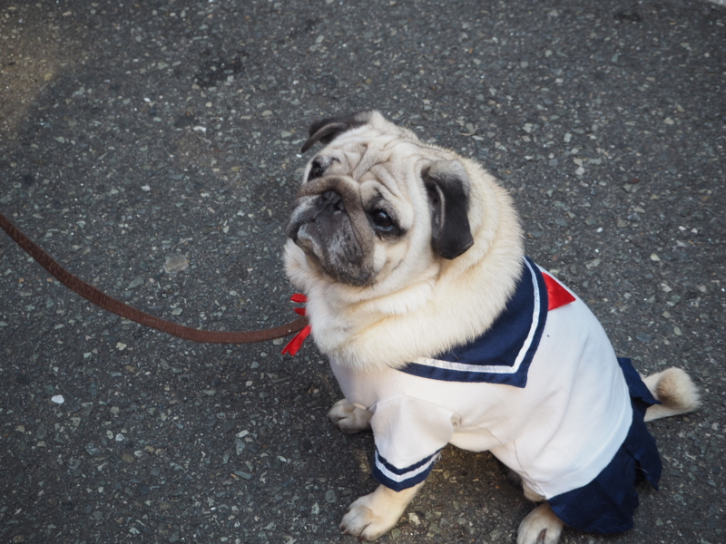 f:id:camelstation:20170320222709j:plain f:id:camelstation:20170320222709j:plain