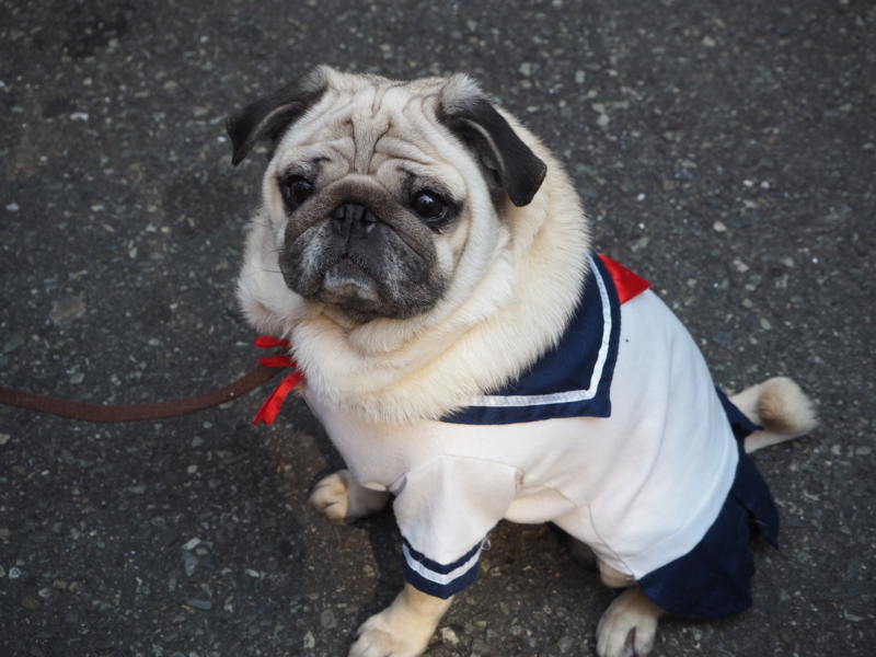 f:id:camelstation:20170320222711j:plain f:id:camelstation:20170320222711j:plain