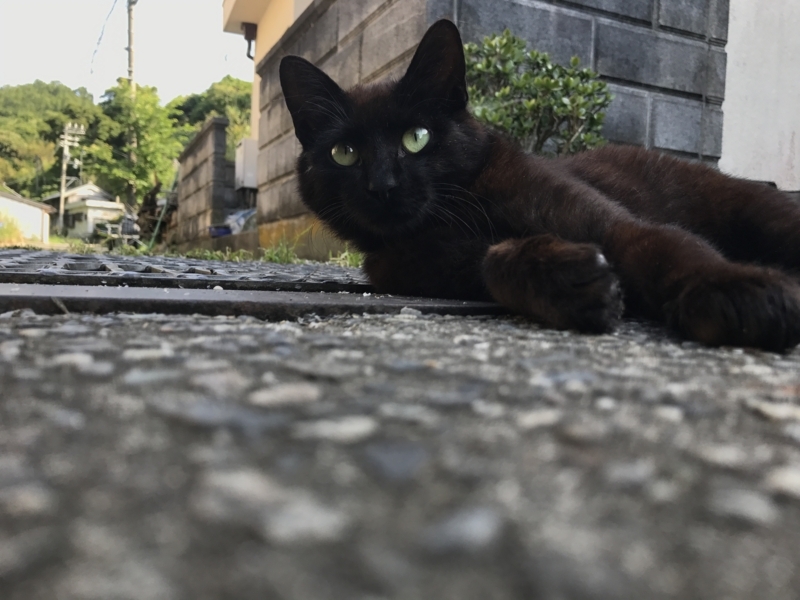 f:id:camelstation:20170602103451j:plain