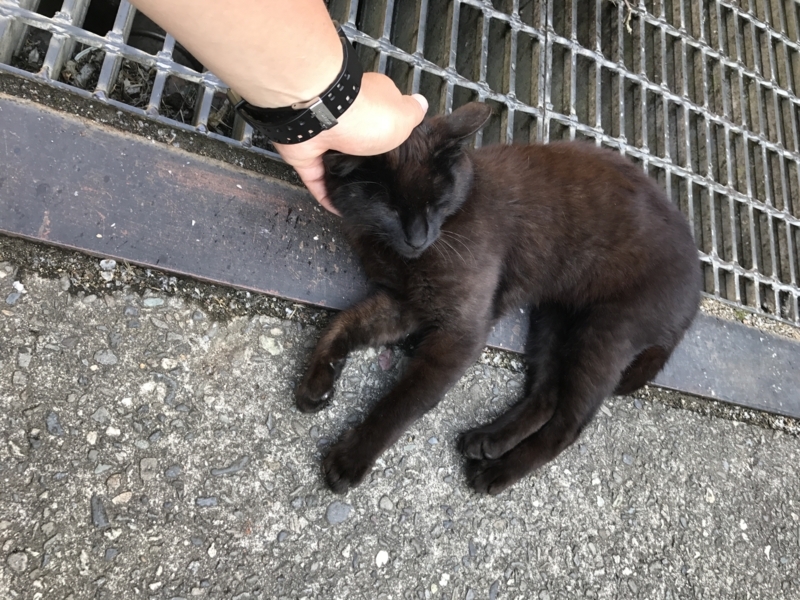 f:id:camelstation:20170602103453j:plain