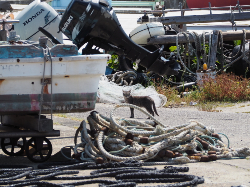 f:id:camelstation:20170602103545j:plain