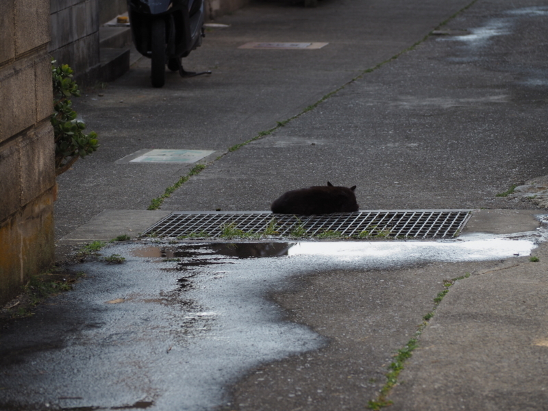 f:id:camelstation:20170602103559j:plain