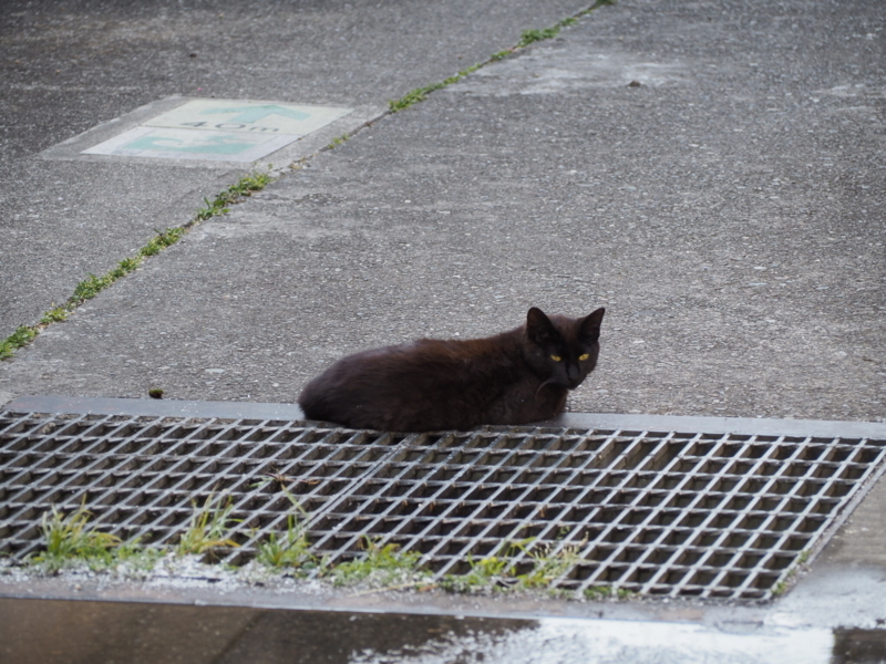 f:id:camelstation:20170602103600j:plain