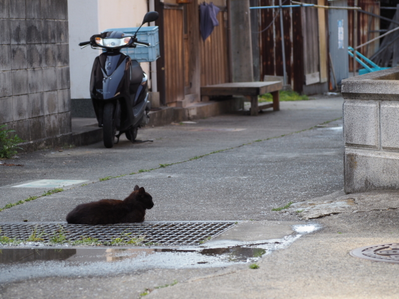 f:id:camelstation:20170602103601j:plain