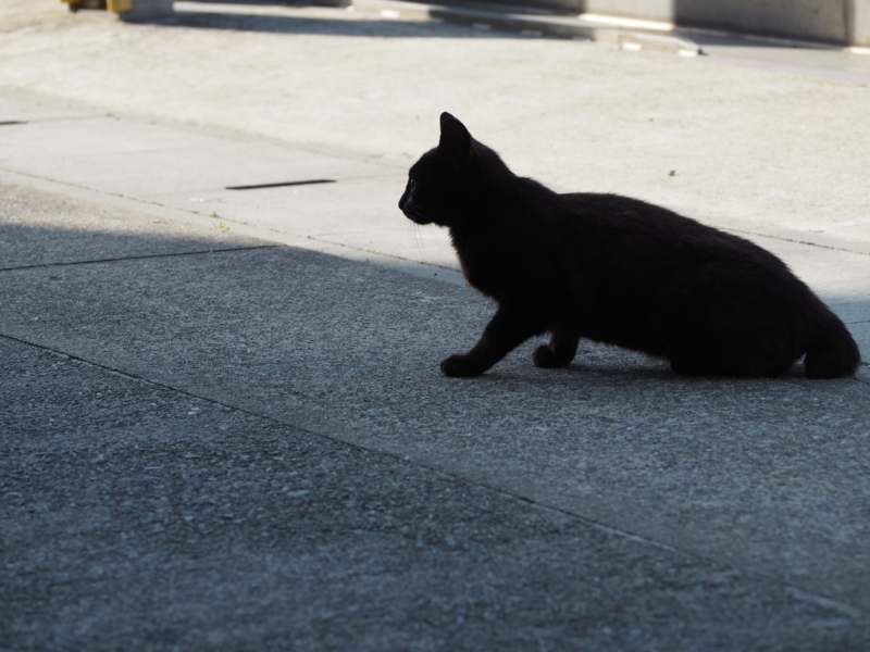 f:id:camelstation:20170602103614j:plain