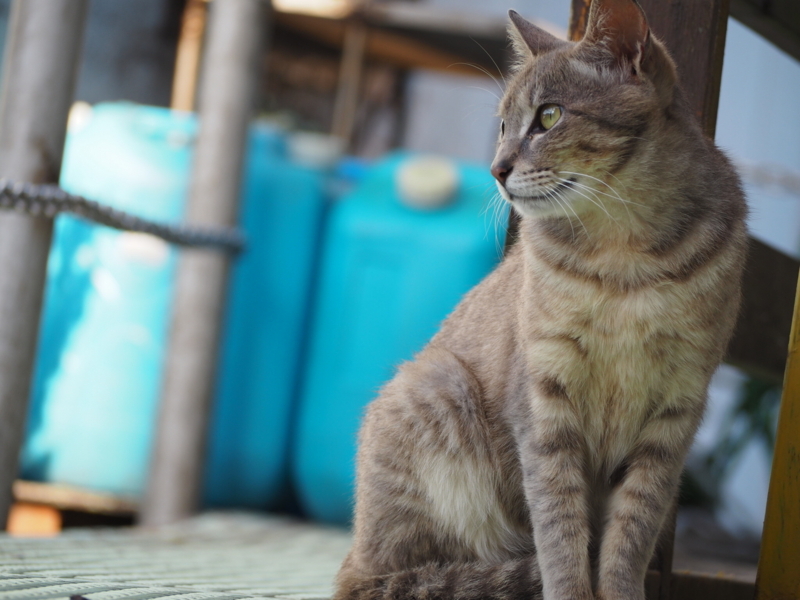 f:id:camelstation:20170602103637j:plain