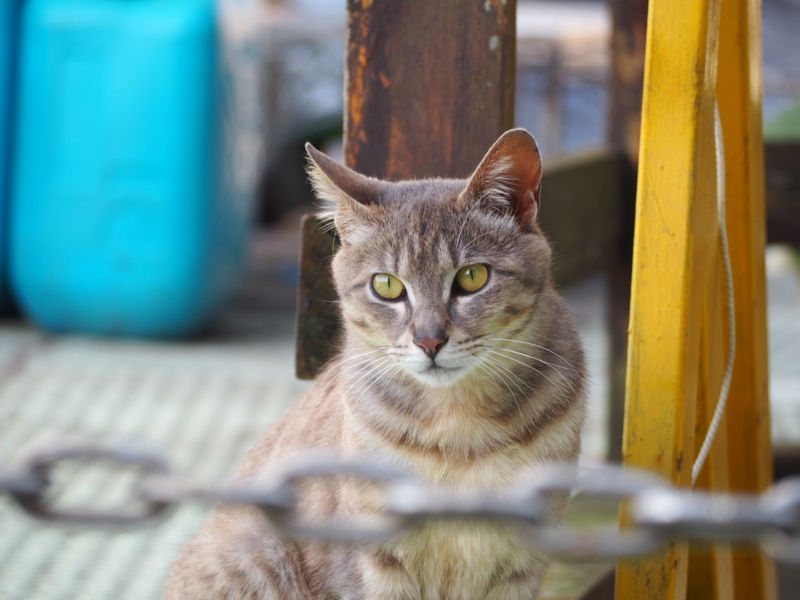 f:id:camelstation:20170602103638j:plain