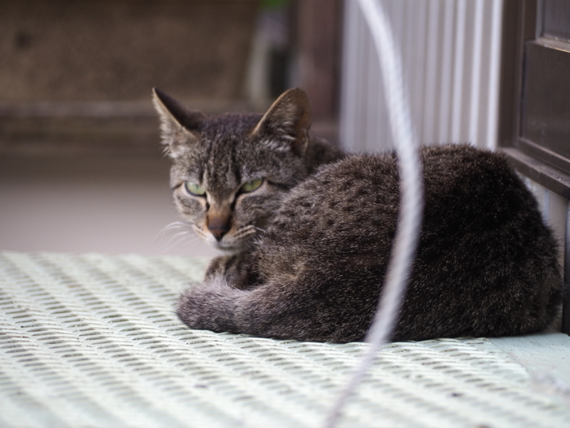 f:id:camelstation:20170602103639j:plain